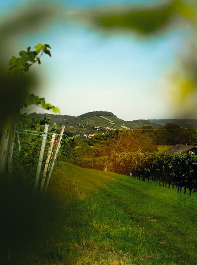 Wo kann ich eine Weinwaderung in der Steiermark machen?