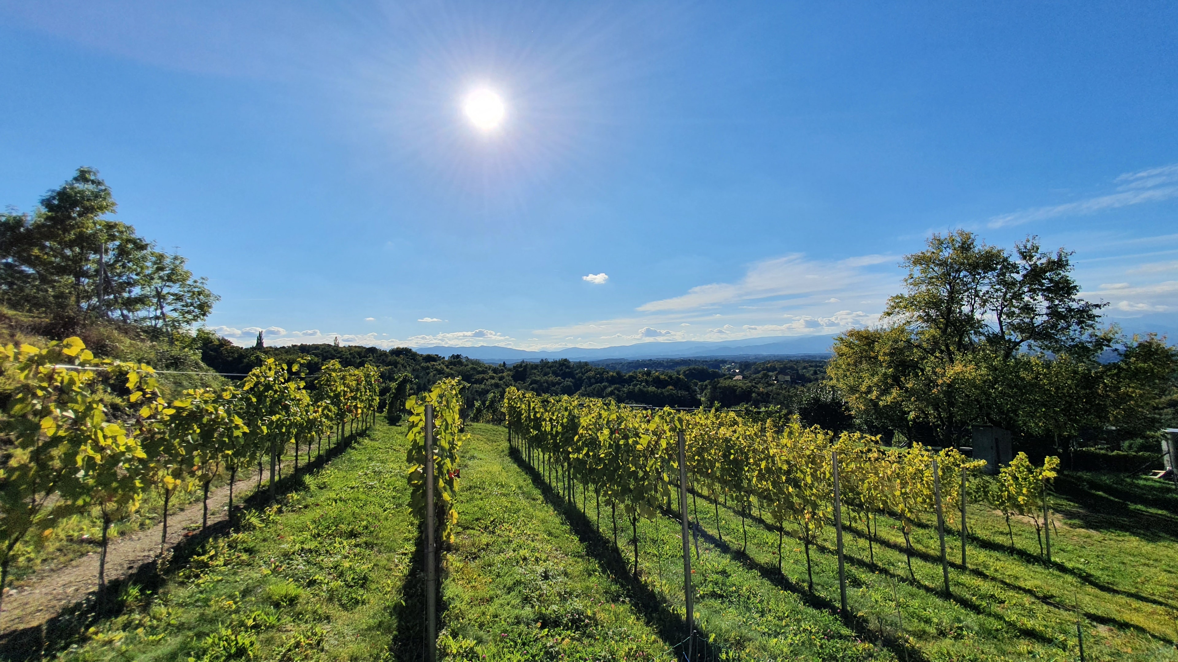 Genusswandern Südsteiermark - Sausaler Weinchalets