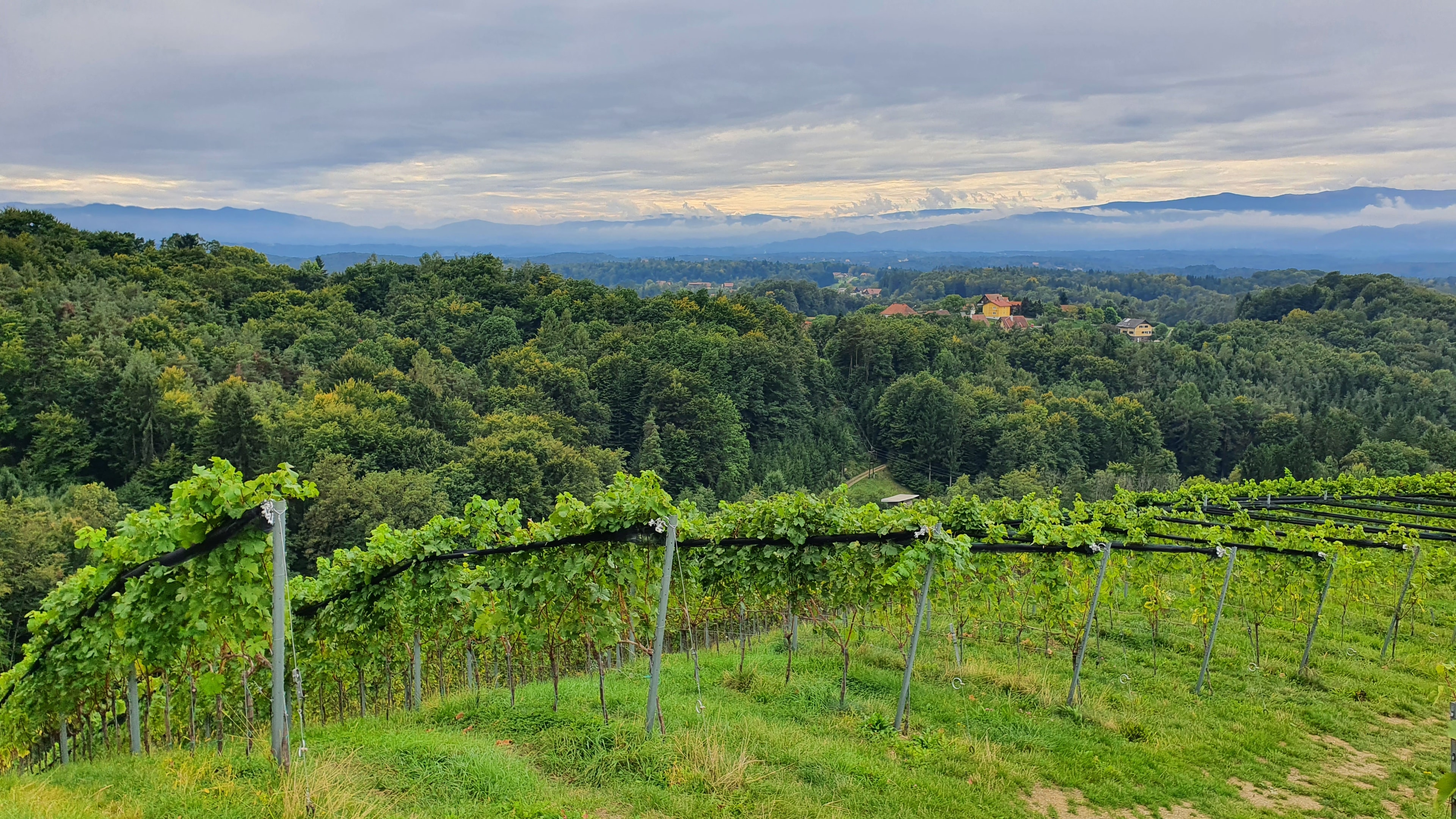 Warum gilt die Südsteirische Weinstraße als eine der schönsten Weinstraßen Europas?