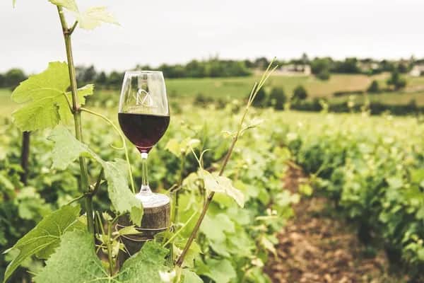 Weinlehrpfad Südsteiermark - Auszeit im Weinchalet