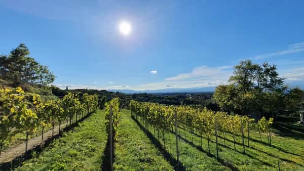 Genusswandern Südsteiermark - Sausaler Weinchalets